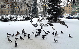 „Podczas opadów śniegu codziennie na olsztyńskie ulice ląduje około 70 ton soli”. Mieszkańcy skarżą się na stan dróg i chodników